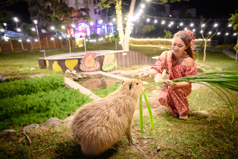 屏東四重溪溫｜我們去過才知道，夜間餵水豚加燈飾步道，溫泉區才是主打