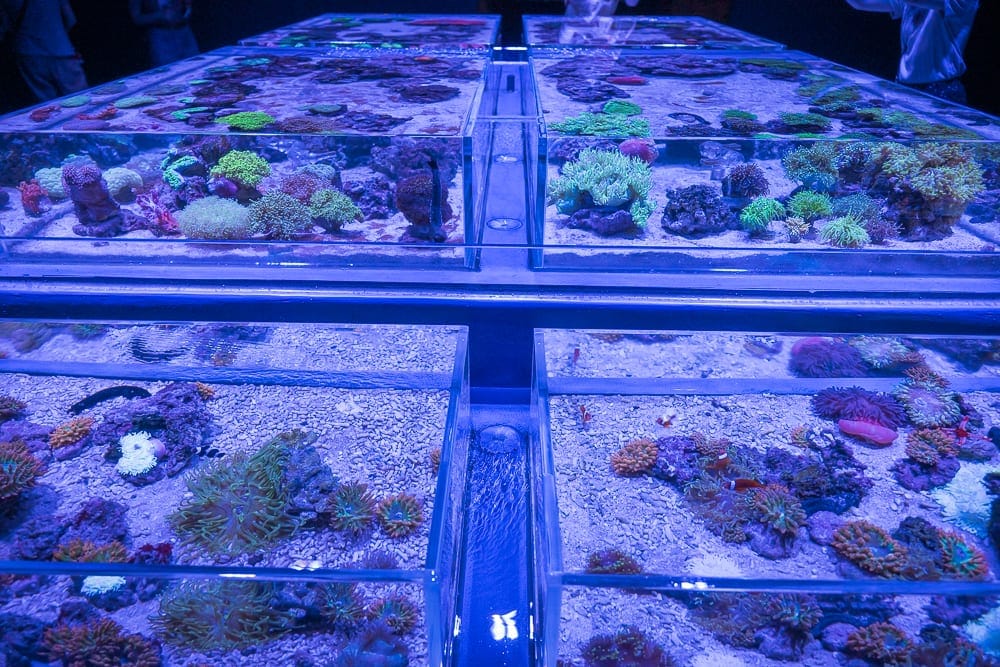 台中海洋館 Taichung Aquarium 完整攻略|大洋池水母與互動觸摸展區玩法解析 3 台中海洋館 大洋池、珊瑚礁展缸與水母展區