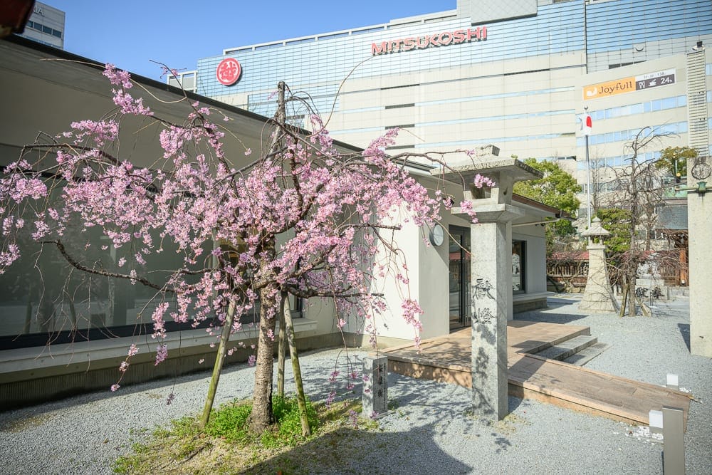 日本福岡-警固神社｜建築物、櫻花樹、木板路、石柱、灰色碎石。