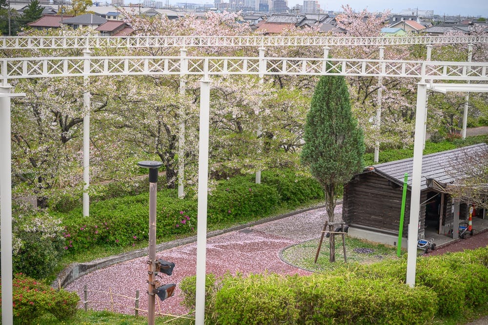 日本名古屋-戶田川綠地公園 櫻花季粉色系景觀與拍照技巧