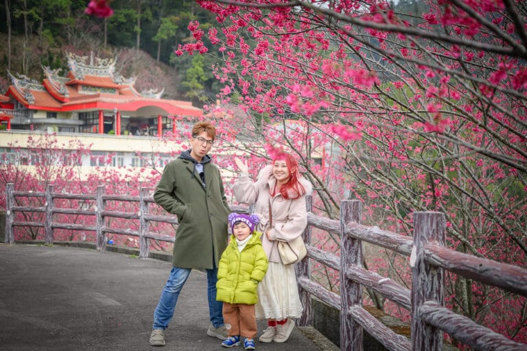 苗栗協雲宮｜我們去過才知道，廟前整排櫻花開滿了，山景加古廟才知道有多值得來