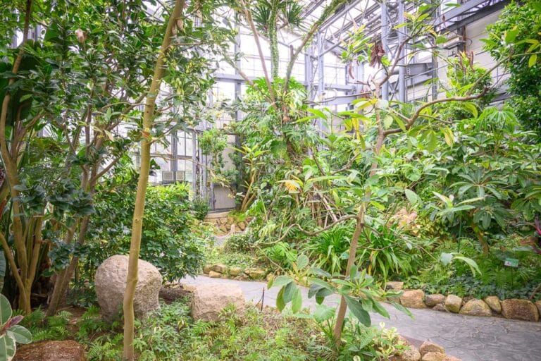 日本大阪-戶田川綠地公園｜室內、植物園、溫室、石頭、道路。