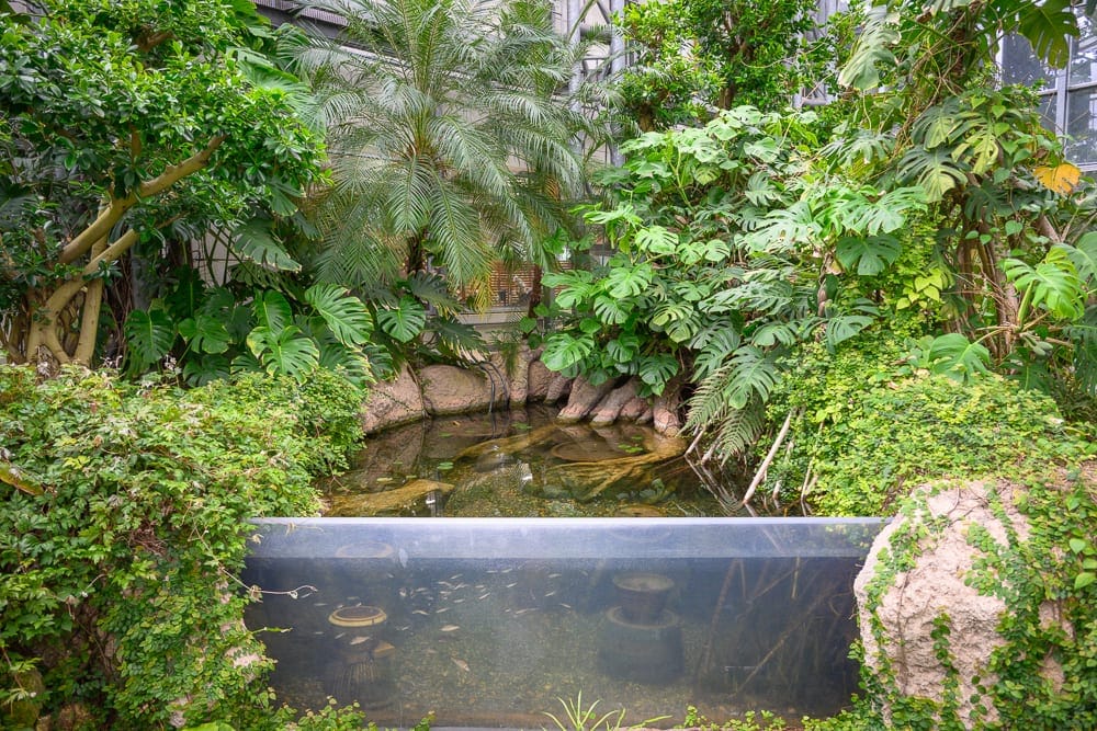 日本名古屋-戶田川綠地公園｜水池、魚、植物、樹、石頭、建築。