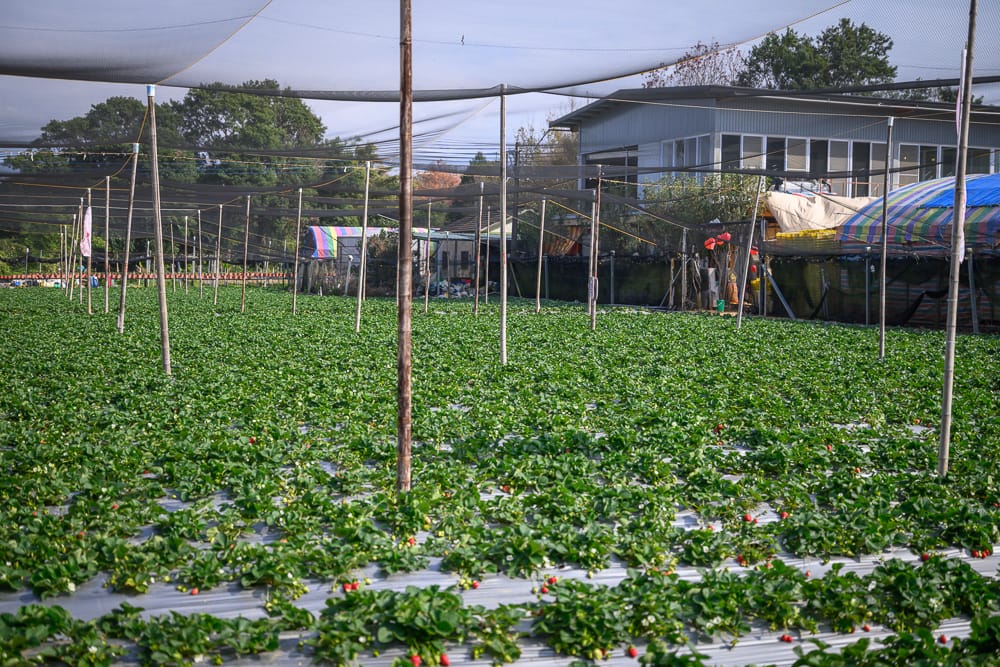 小巷迷宮 - 小巷迷宮票價、交通與適合對象
