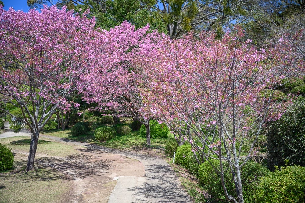 日本佐賀-小城公園櫻花｜盛開的粉紅色櫻花樹、修剪過的綠色灌木叢、土路、草地、樹木、藍天。