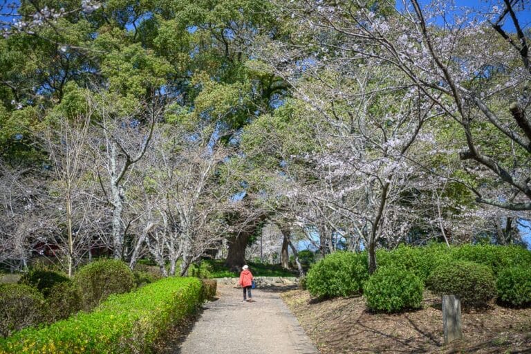 日本佐賀-小城公園櫻花｜公園、樹、花、草、道路、人。
