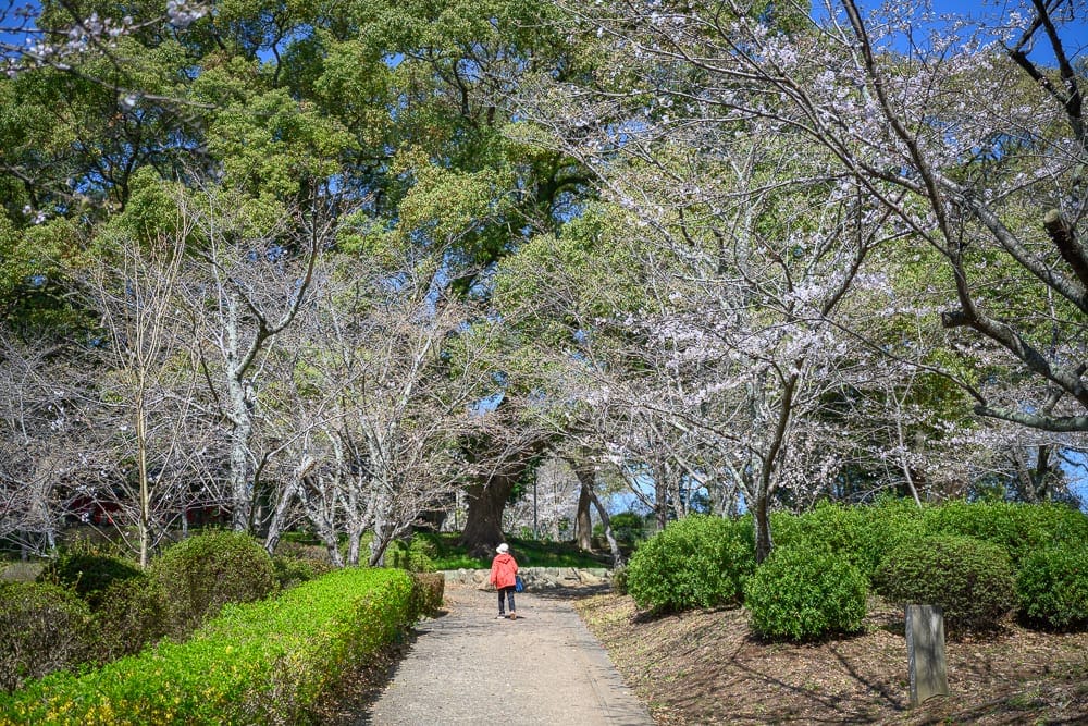 日本佐賀-小城公園櫻花｜公園、樹、花、草、道路、人。