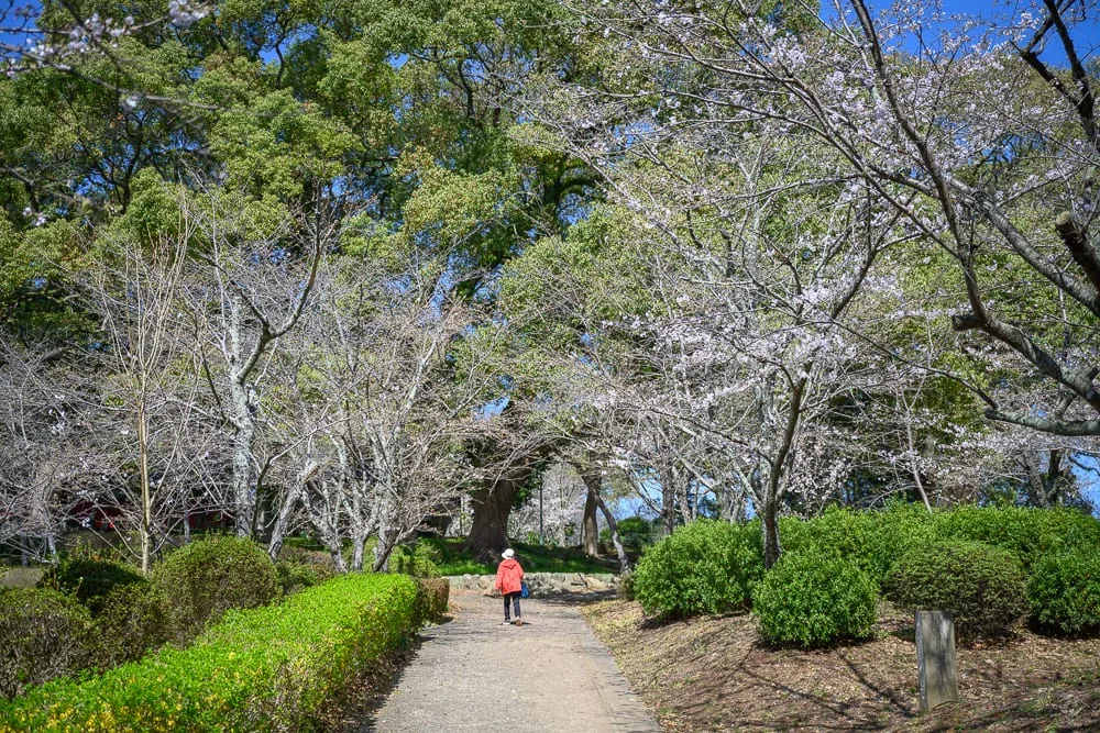 日本佐賀小城公園櫻花完整指南|紅鳥居與粉櫻共景玩法解析 1 日本佐賀-小城公園櫻花|公園、樹、花、草、道路、人。