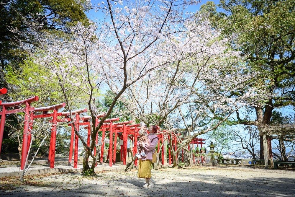 日本佐賀-小城公園櫻花｜紅色鳥居、樹、花、寺廟、道路、藍天。