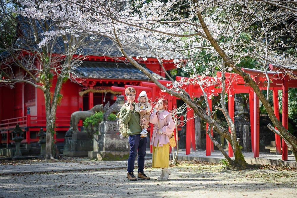日本佐賀-小城公園櫻花 紅鳥居、神社建築與粉櫻共景