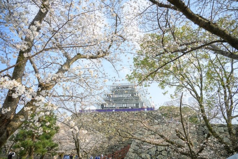 日本福岡舞鶴公園櫻花完整攻略|最佳賞花時段與拍照角度 15 日本福岡-舞鶴公園櫻花|城堡、石牆、樹、花。