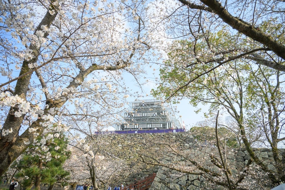 日本福岡-舞鶴公園櫻花｜城堡、石牆、樹、花。
