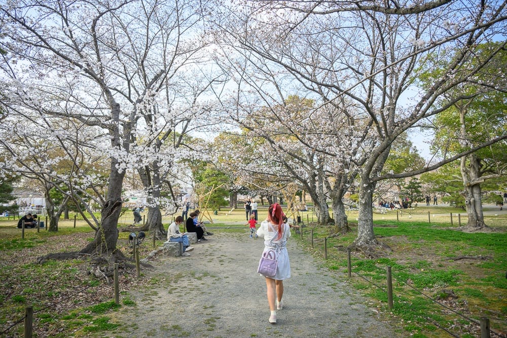 日本福岡-舞鶴公園櫻花 從天神或博多站步行、地下鐵到公園邊