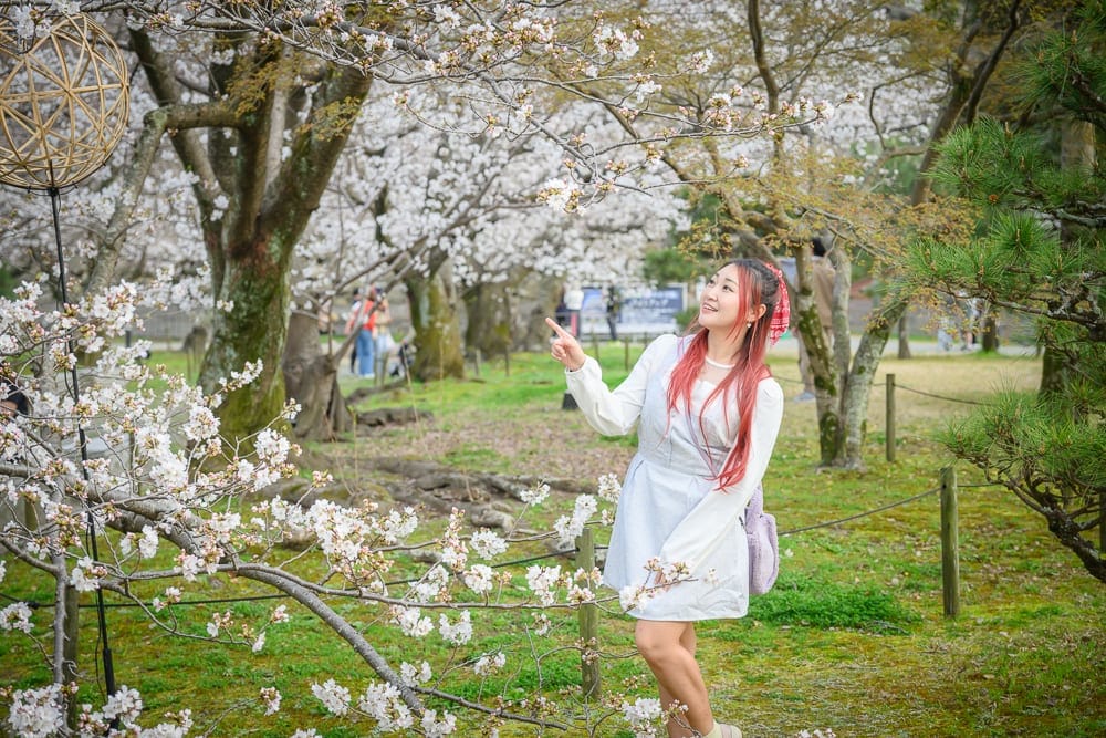 日本福岡-舞鶴公園櫻花 平日清晨的靜謐感與人潮規律