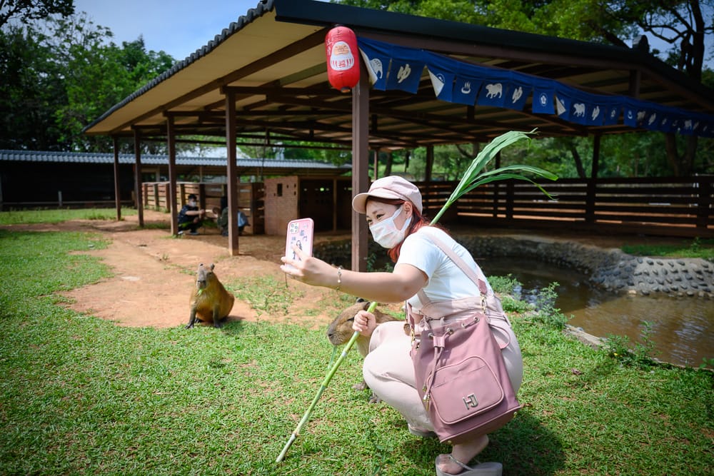 萌萌村水豚君神社旁與水豚互動