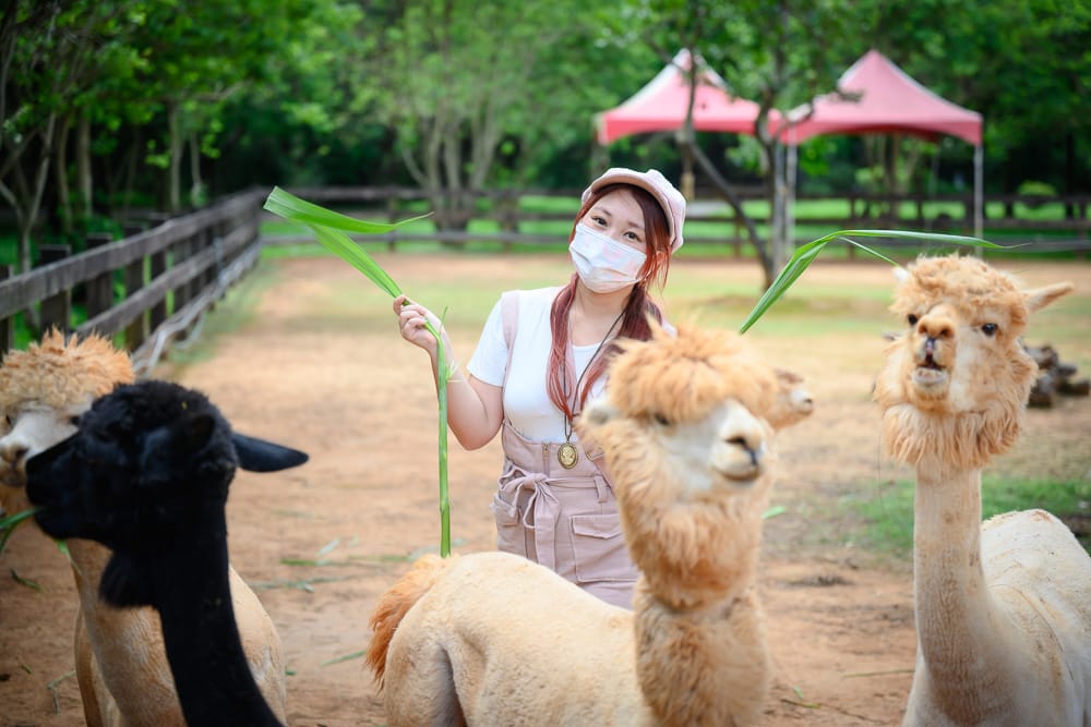 萌萌村遊客被羊駝群圍著餵牧草