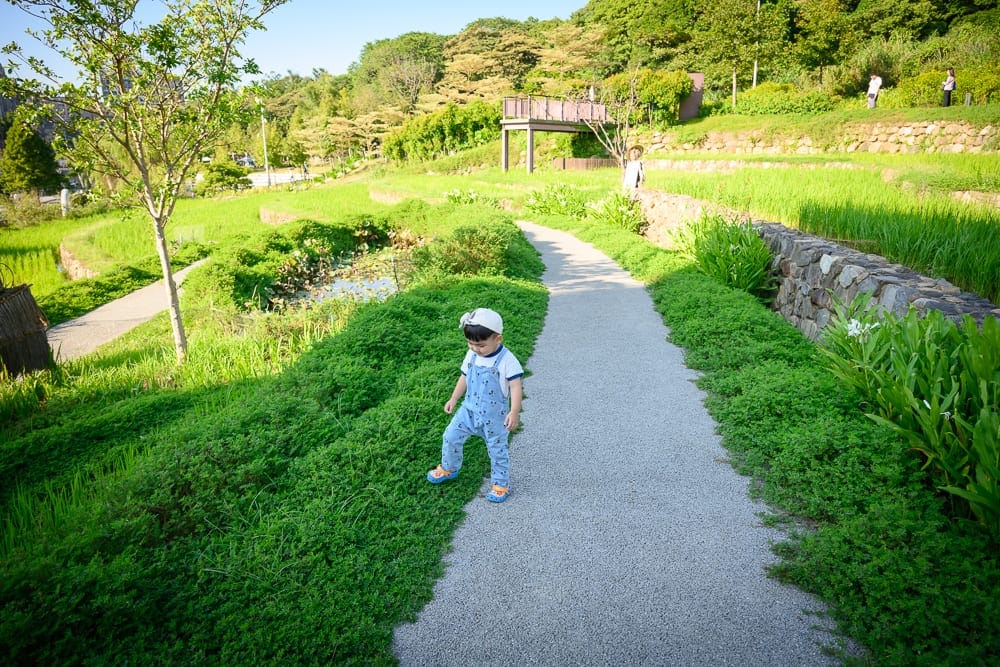 桃園大有梯田生態公園