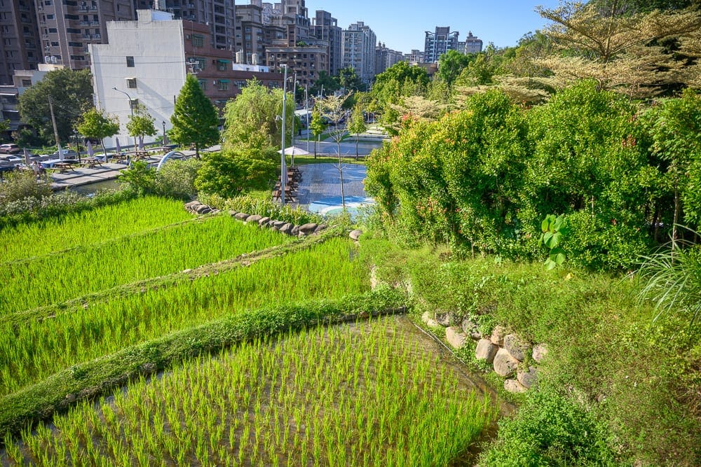 桃園大有梯田生態公園