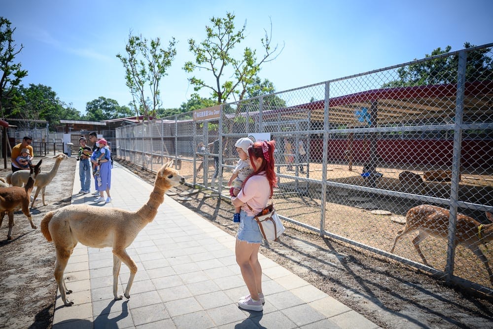 桃園埔心牧場萌萌村完整攻略|親子動物互動與園區玩法解析 5 桃園埔心牧場萌萌村 平假日差異與最佳造訪時機