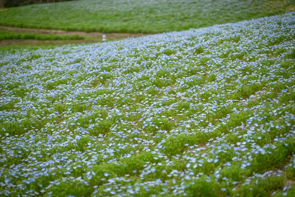 日本福岡-海中之道海濱公園 階梯草地、藍色小花田與野餐涼亭