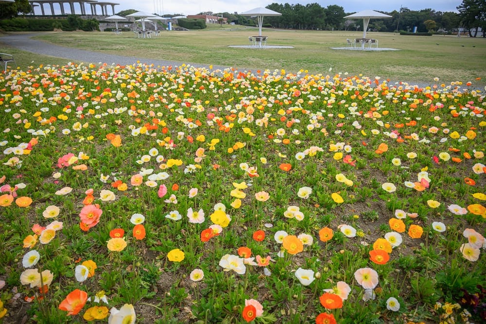 日本福岡-海中之道海濱公園｜花田、草坪、桌椅、樹林、建築物。花田中盛開著許多不同顏色的花朵，遠處可見幾張桌椅和樹林、建築物的剪影