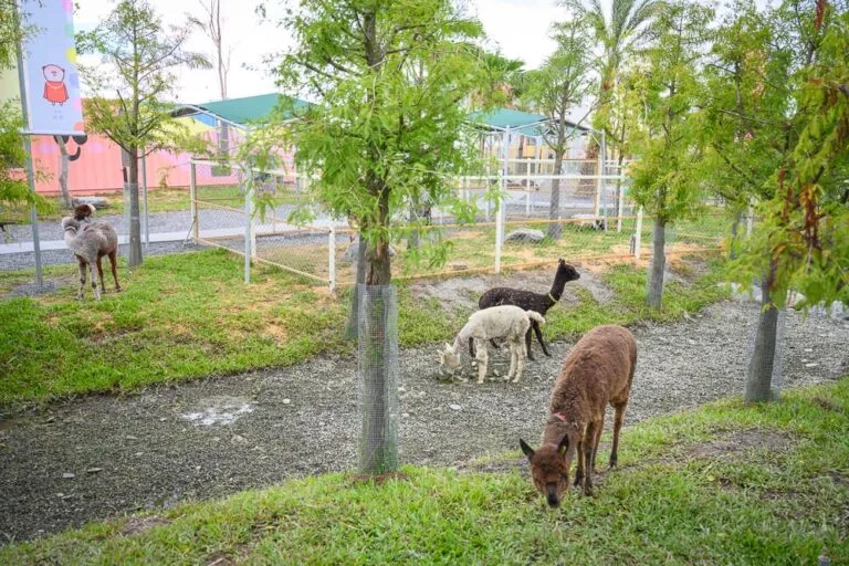 宜蘭星夢森林劇場｜草地、樹、圍欄、建築物、駱駝。