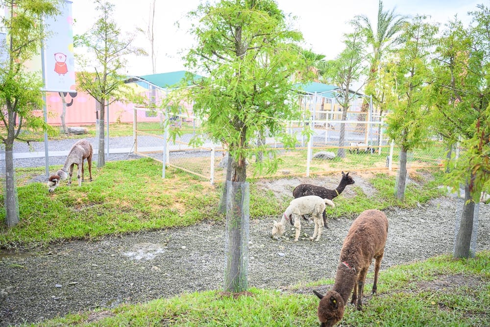 宜蘭星夢森林劇場完整攻略|夜光森林步道與動物生態必玩設施 4 宜蘭星夢森林劇場 現場購票 vs 線上訂票比較