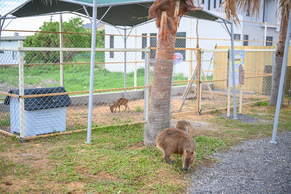 宜蘭星夢森林劇場完整攻略|夜光森林步道與動物生態必玩設施 7 宜蘭星夢森林劇場 無障礙動線、年齡建議與避雷提醒