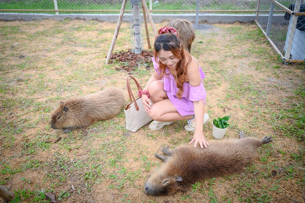 宜蘭星夢森林劇場完整攻略|夜光森林步道與動物生態必玩設施 10 宜蘭星夢森林劇場|女人,卡皮巴拉,草地,鐵欄杆,圍欄。
棕色動物,躺卧,觸摸,戶外。