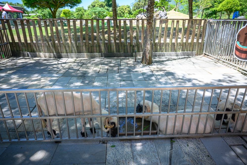 洄瀾灣親子動物園場景