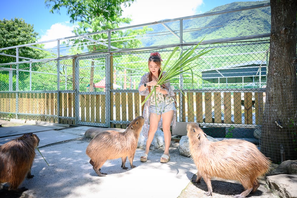 洄瀾灣親子動物園 - 洄瀾灣親子動物園附近景點與一日遊組合