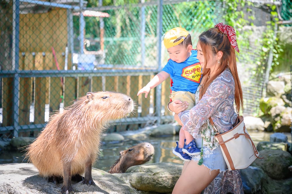 花蓮洄瀾灣親子動物園｜我們去過才知道，水豚可以直接進圍欄餵食，羊駝也在
