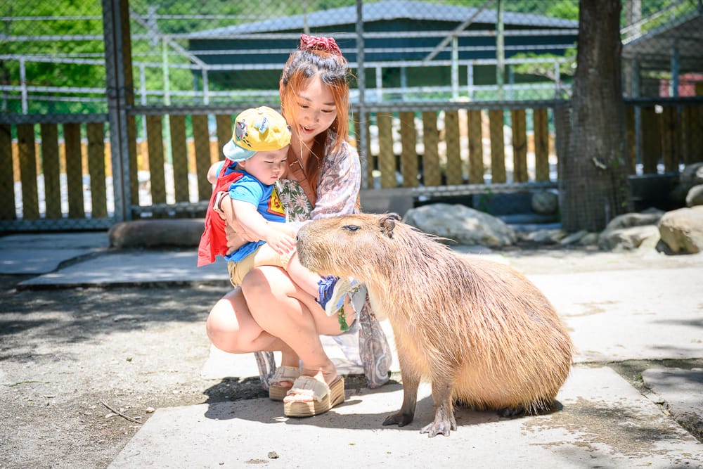 洄瀾灣親子動物園 - 洄瀾灣親子動物園必看亮點與主要體驗