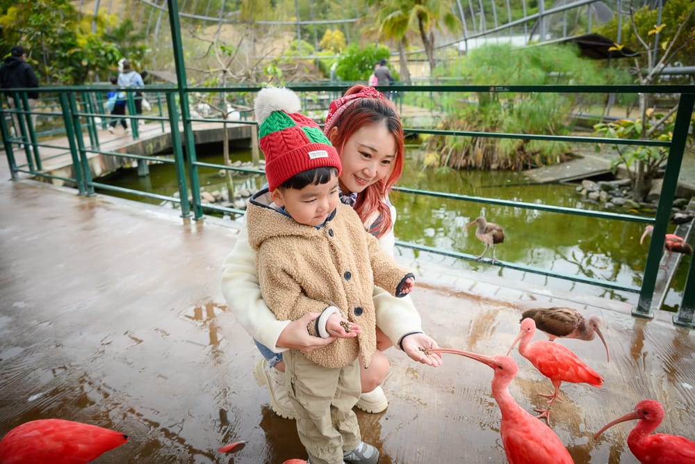 南投草屯【九九峰動物樂園】亞洲最大鳥類主題樂園,近距離餵羊駝、看恐龍之丘 5 九九峰動物園 - 主要體驗區 + 必看亮點