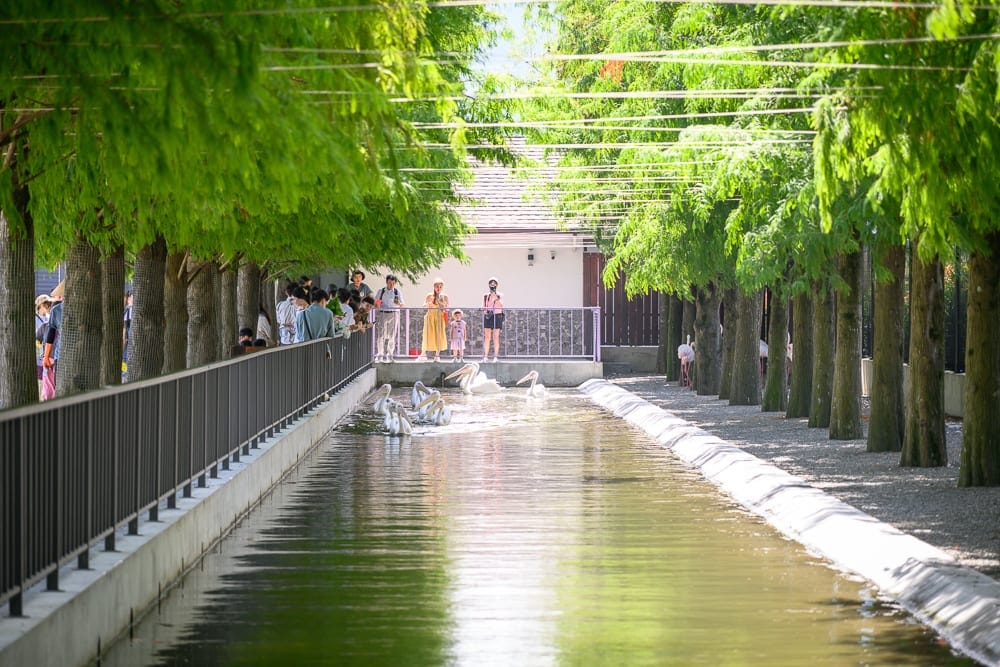 宜蘭樹懶餐廳 落羽松綠意與欄杆散步道