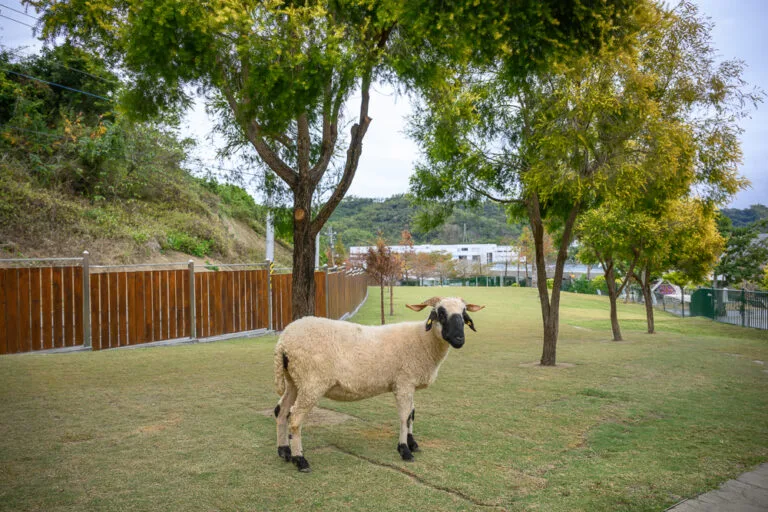 我們去過才知道，南投九九峰動物園跟想像中不一樣，動物近距離互動才是主打