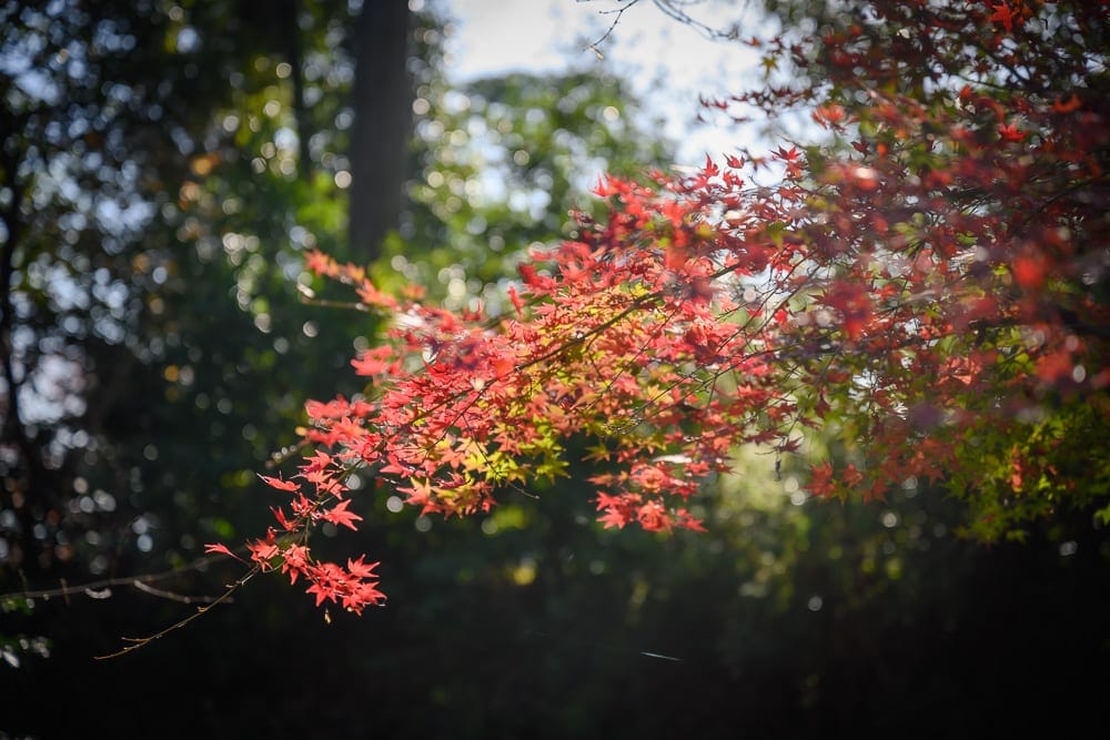 日本京都光明寺｜紅色葉子、樹枝、森林、陽光。
紅色的葉子在畫面中佔據主導地位，樹枝橫跨畫面，背景是茂密的森林，陽光