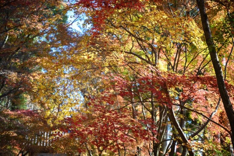 日本京都光明寺｜樹林、秋葉、紅葉、黃葉、藍天。