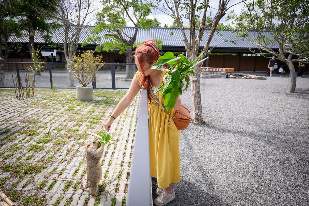 宜蘭樹懶餐廳 鸚鵡接觸與戶外綠地漫步