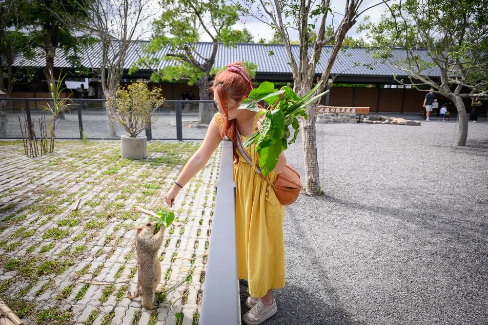 宜蘭樹懶餐廳 鸚鵡接觸與戶外綠地漫步