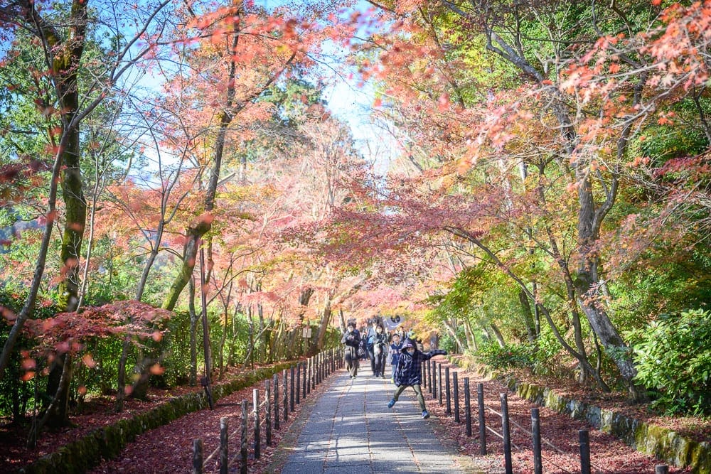 日本京都光明寺 秋季賞楓時機與人潮管理