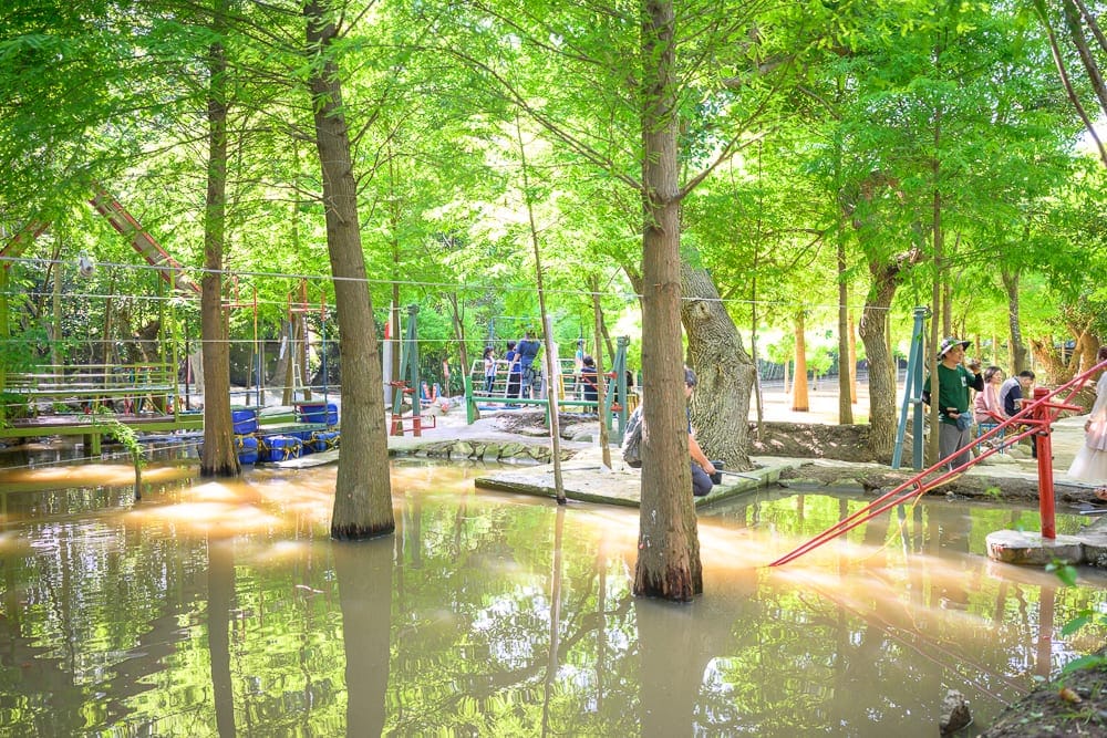 桃園野趣森林｜樹林、積水、兒童遊樂場、樹、陽光、遊樂設施、人物。