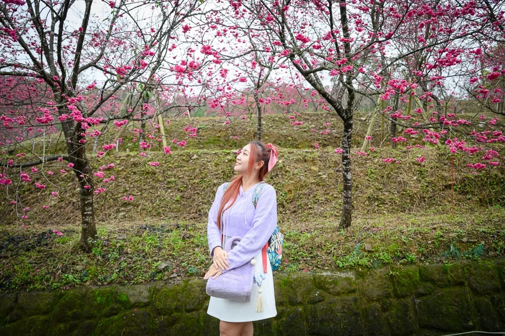 宜蘭松櫻秘境