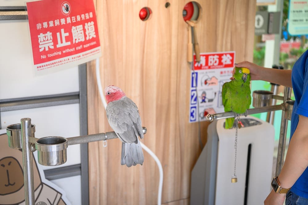 高雄天使&惡魔寵物互動園區 投餵互動、必拍角落與停留時間