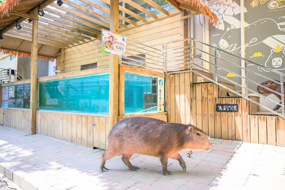 高雄天使&惡魔寵物互動園區｜水豚，木造建築，室外，圍欄，瓷磚地板，樓梯，欄杆，牆壁彩繪。