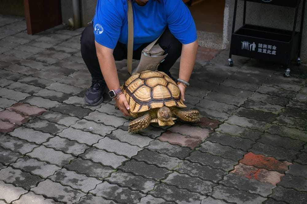 高雄天使&惡魔寵物互動園區 高雄長生里前往方式與停車資訊