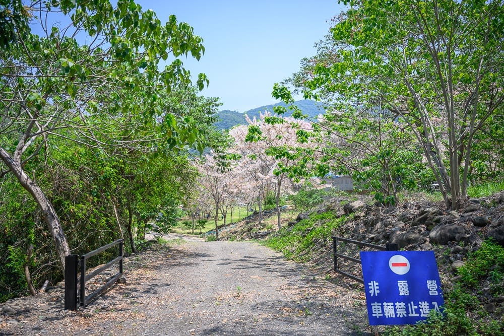高雄寶來花賞溫泉公園花旗木 人潮、光線與注意事項