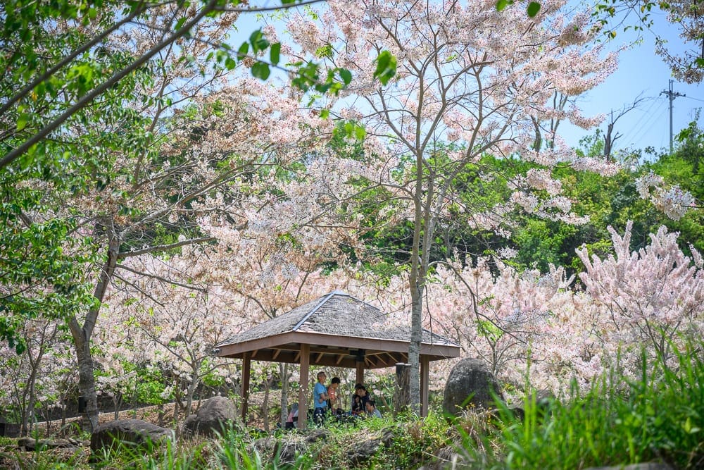 高雄寶來花賞溫泉公園花旗木｜樹林、木亭、草叢、粉色花朵、藍天，綠樹成蔭。木亭下有三人。