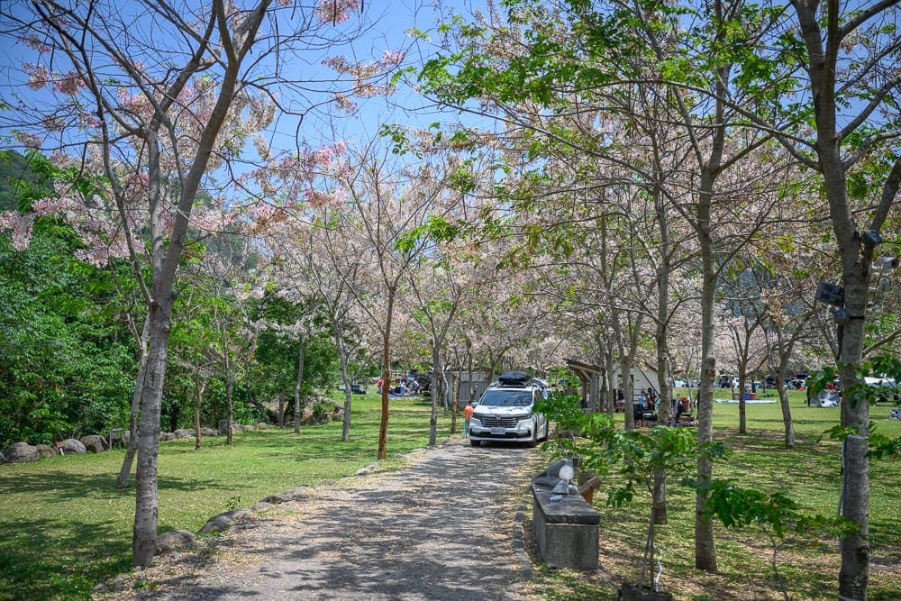 高雄寶來花賞溫泉公園花旗木 寶來里山區自駕建議