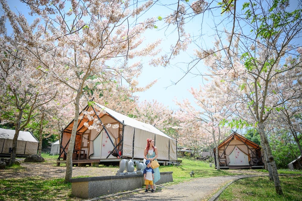 高雄寶來花賞溫泉公園花旗木｜草地、帳篷、樹、櫻花、石獅子、木平台、草地。
一女子站在石獅子前，頭戴花環，身穿彩色長裙。
遠處